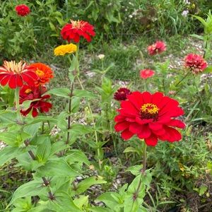 Meet your Posher, Kim